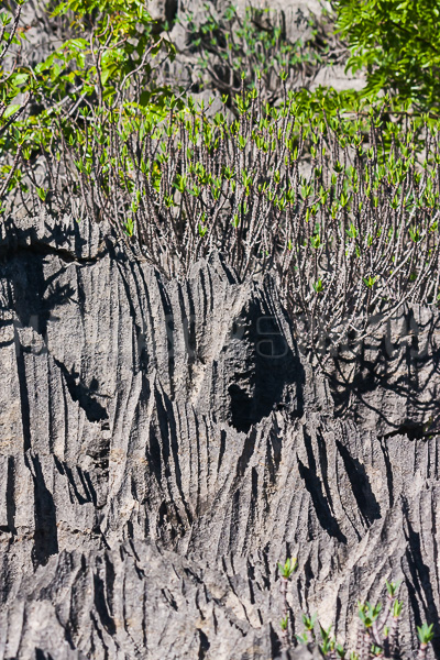 The tsingy of Ankarana