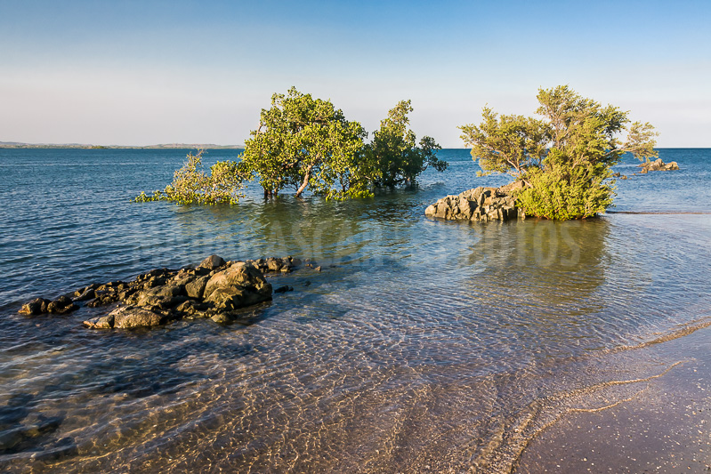 Mangrove in the Courrier bay of Diego Suarez (Antsiranana)