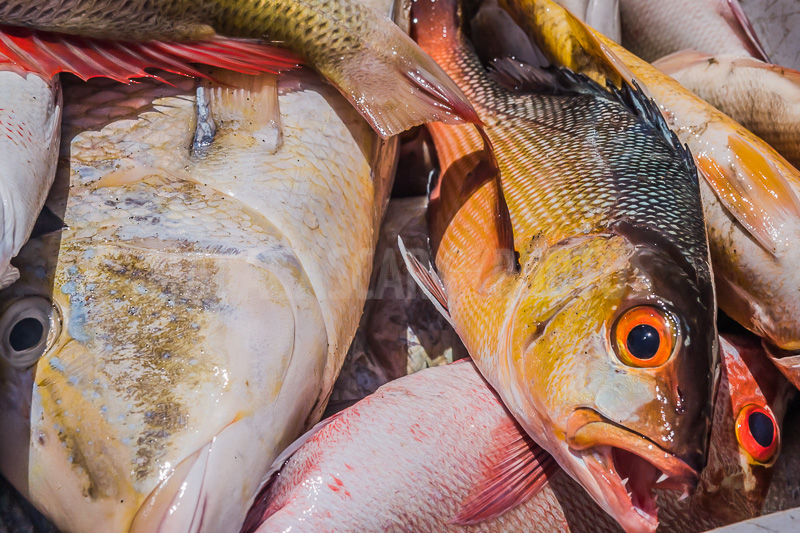 Return fishing in the Courrier bay of Diego Suarez (Antsiranana)