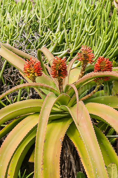 Aloe vera