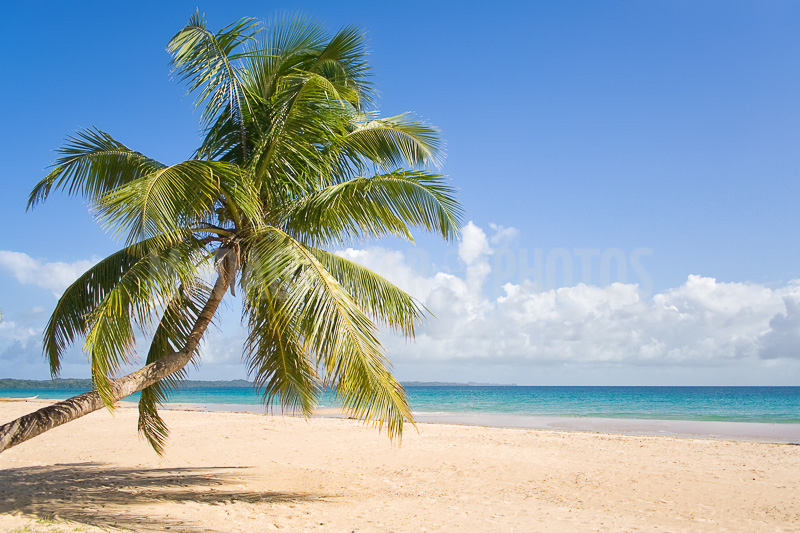 Coconut palm trees of Sainte-Marie island, Madagascar