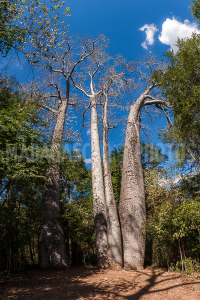 Baobabs in Ankarafantsika National Park (Majunga)