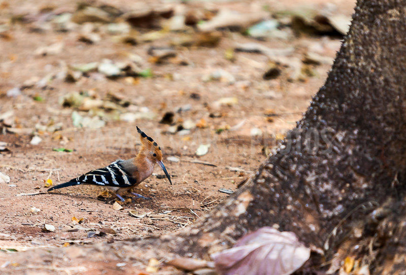 Endemic bird in Ankarafantsika National Park (Majunga)