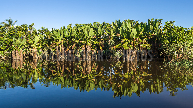 Elephant ears in the canals of Maroantsetra, Madagascar