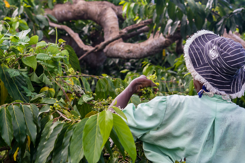 Harvest of Ylang Ylang in Nosy Be