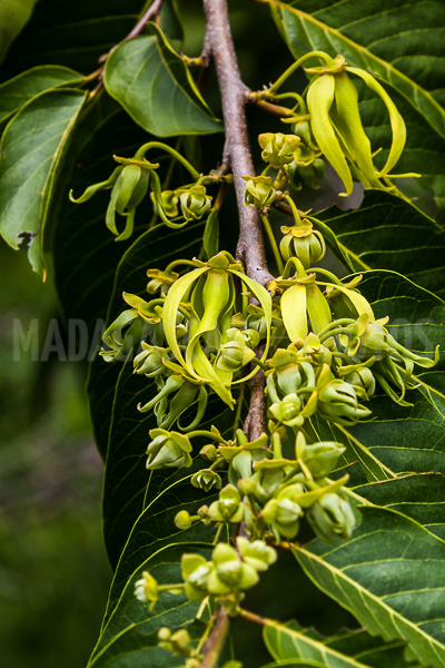 Flowers of Ylang Ylang in Nosy Be